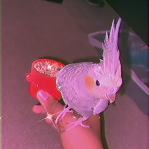 Meet your Posher, Christian